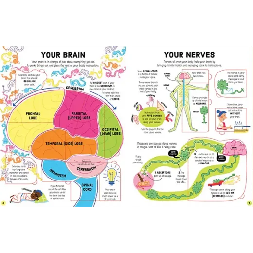 Lift the Flap How Your Body Works Usborne Books - HotPick