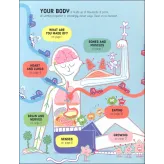Lift the Flap How Your Body Works Usborne Books - HotPick
