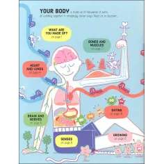 Lift the Flap How Your Body Works Usborne Books